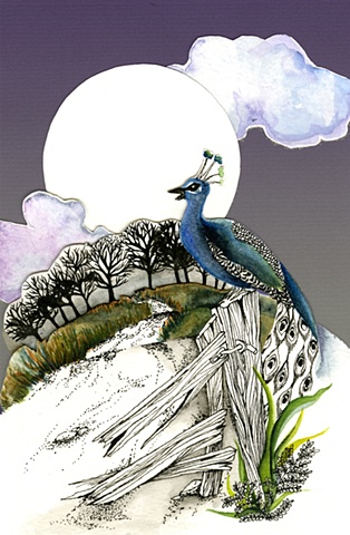 Peacock for Charleston Magazine

