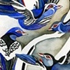 Magpies