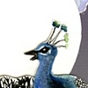 Peacock for Charleston Magazine
