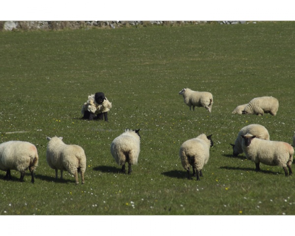 Sheep's Clothing