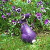 Pansies in Giverny. Pretty as a painting!