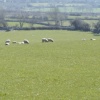 Sheep's Clothing