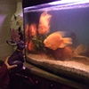 Orange fish love purple Rabbit.