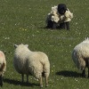 Sheep's Clothing