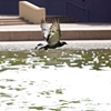 Pershing Square
