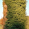 Del Rio Tree