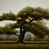 October Pine 