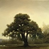 Scots Pine at Dawn