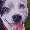 BANDIT, 
THE BLUE EYED
BROWN EYED 
DOG WONDER