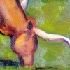 GRAND COTEAU LONGHORN