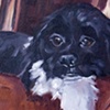 PET PORTRAITS