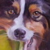 JESSIE, FLYBALL CHAMP