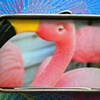 Flamingo eyecandy