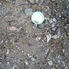 Chipped Plate at Abandoned House