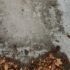 Dead Leaves