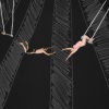 I Dreamed I was Trapeze Artist