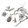 Salmonberry 