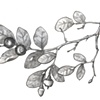 Blueberry Plant