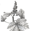 Devil's Club Plant