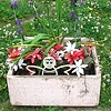 Forgotten Flowers Found