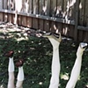 Untitled (Fence)