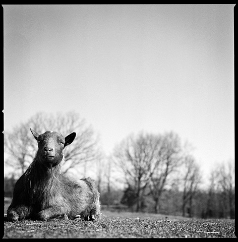 Harley, Resident of SASHA Farm