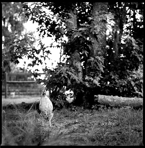 

Roscoe, Resident of Kindred Spirits
Farm Animal Sanctuary, 2009