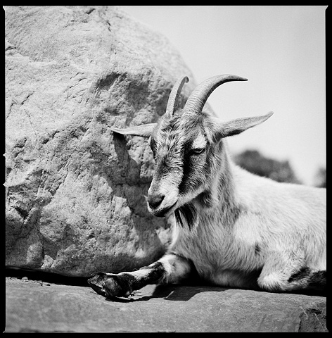 

Clover, Resident of Woodstock Farm Animal Sanctuary
