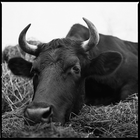 

Bullwinkle, Resident of Star
Gazing Farm, 2009