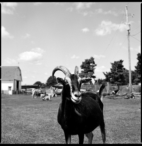 Doc, Resident of Grateful Acres Farm
Animal Sanctuary