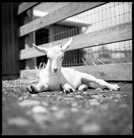 Sebastian, Resident of Farm Sanctuary