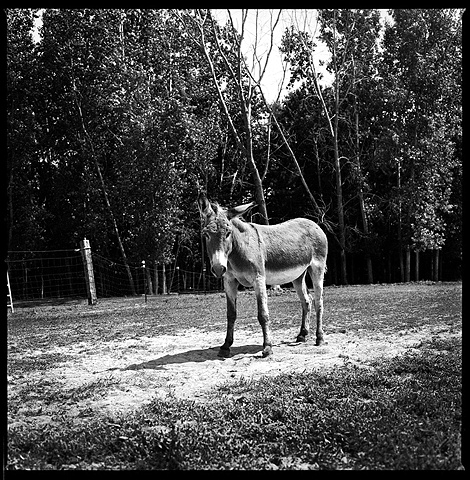 

Levi, Resident of Grateful Acres 
Farm Animal Sanctuary, 2009