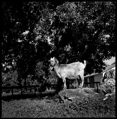 
Faith's Mom, Resident of Kindred Spirits Farm Animal Sanctuary, 2009 