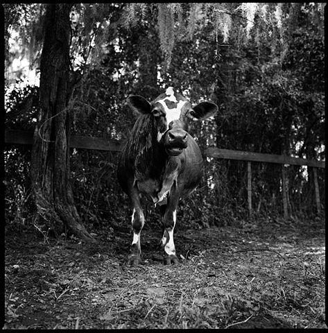 Agatha, Resident of Kindred Spirits 
Animal Sanctuary