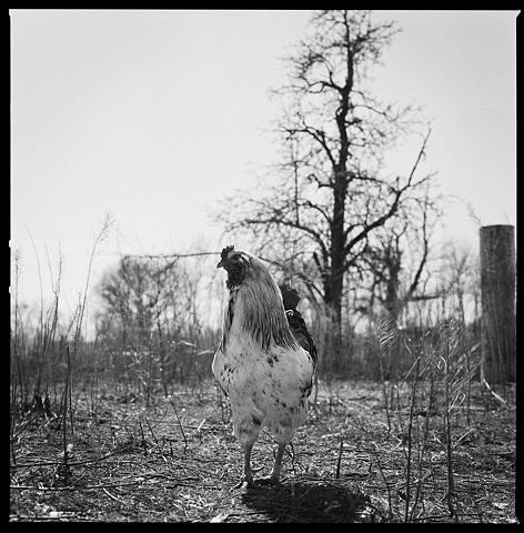 Santo, Resident of SASHA Farm