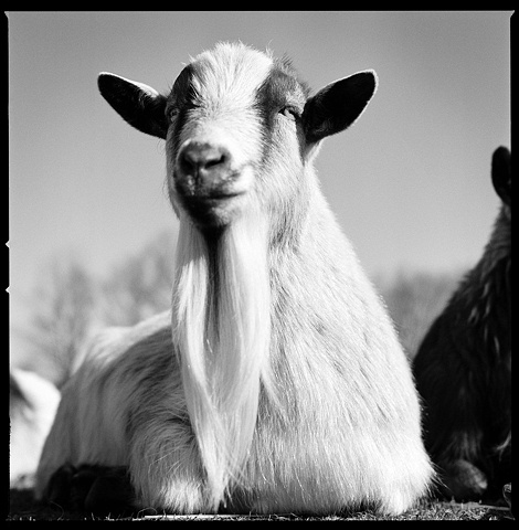 

Goatis, Resident of SASHA Farm, 2010