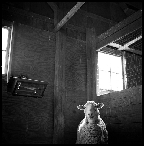 Mata Hari, Resident of SASHA farm