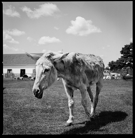 

Jack, Resident of Grateful Acres
Farm Animal Sanctuary, 2009