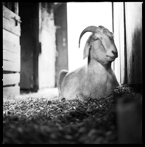 
Little Boy, Resident of Star Gazing Farm, 2009