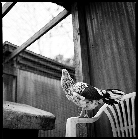 Polkadot, Resident of United 
Poultry Concerns

