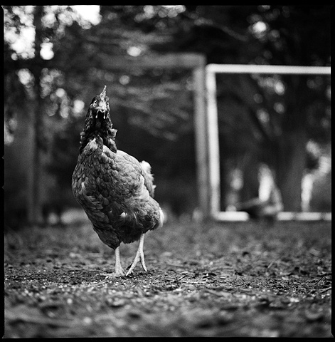 

Roberta, Resident of United Poultry Concerns, 2010