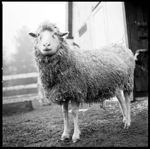 

Huckleberry, Resident of Star
Gazing Farm, 2009