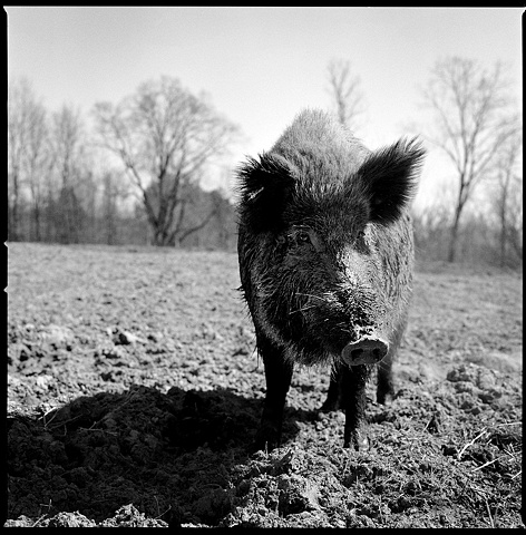 
Herman, Resident of SASHA Farm, 2010