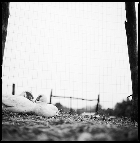 Mickey and Jo, Residents of Woodstock Farm Animal Sanctuary