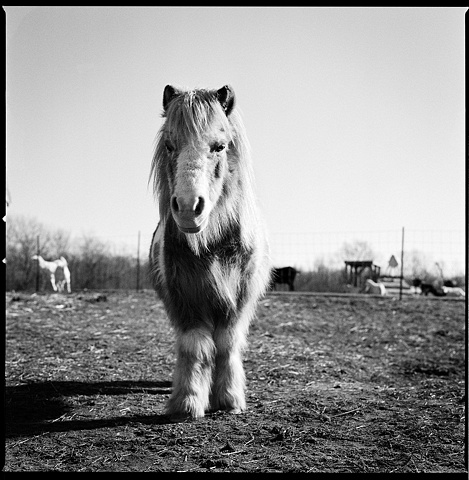 Rainy, Resident of SASHA Farm
