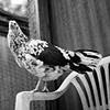 

Polkadot, Resident of United 
Poultry Concerns, 2009

