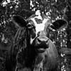 

Agatha, Resident of Kindred Spirits 
Animal Sanctuary, 2009