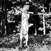 

Christopher, Resident of Catskill Animal Sanctuary, 2010
