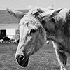 

Jack, Resident of Grateful Acres
Farm Animal Sanctuary, 2009