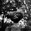 

Rhubarb, Resident of United 
Poultry Concerns, 2009